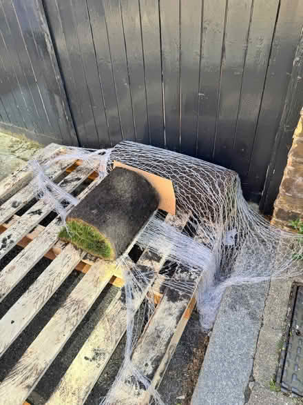 Photo of free 1.5 rolls of fresh turf (Clerkenwell EC1V) #1