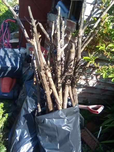 Photo of free Old Tree Branches (Cliftonville CT9) #4