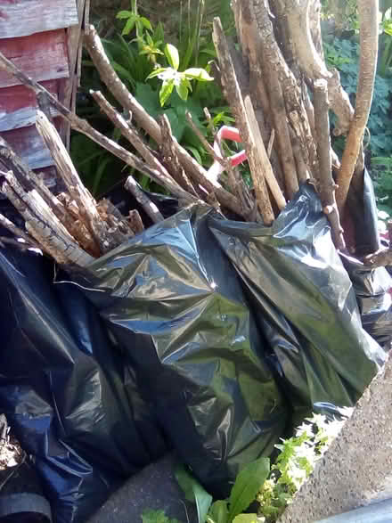 Photo of free Old Tree Branches (Cliftonville CT9) #2