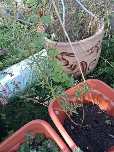 Photo of free Couple of Plants needing TLC. (Otford TN14) #2