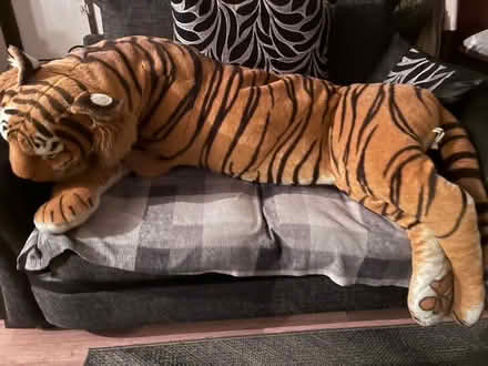Photo of free Very Large Tiger (TW20) #1