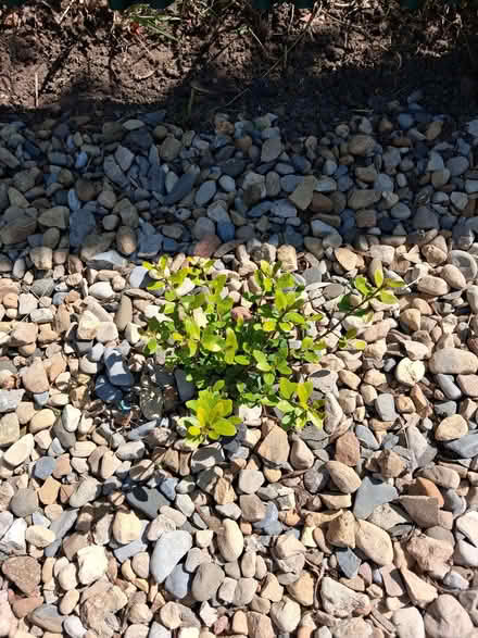 Photo of free Hedging Shrubs (Manton S81) #1