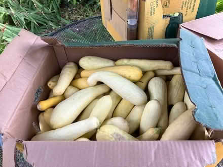 Photo of free foodstuff -- veggs (south sunnyvale) #1