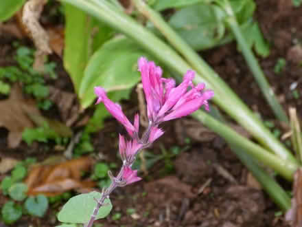 Photo of free Salvia involuctra (Paignton TQ4) #2