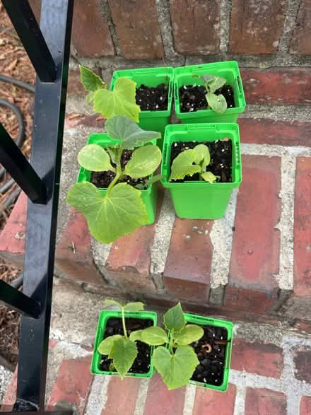 Photo of free Cucumber seedlings (Larchmont, Norfolk) #1