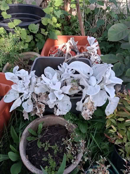 Photo of free Couple of Plants needing TLC. (Otford TN14) #1