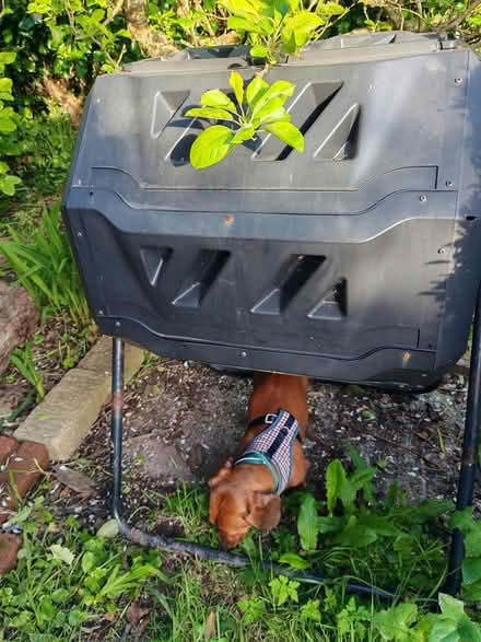 Photo of free Compost container (Redruth TR16) #1