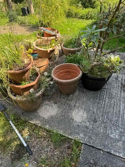 Photo of free Plant Potts (Tibshelf DE55) #1