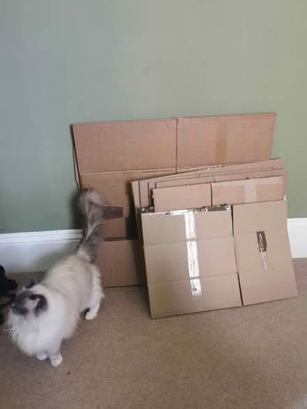 Photo of free Cardboard boxes for moving (Meads BN20) #1