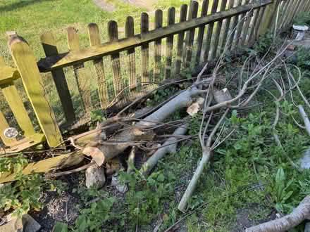 Photo of free Wood for bonfire & trees for logs (BN7) #1