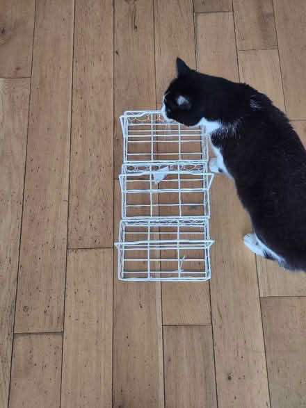 Photo of free Three mini milk bottle crates (Ebley GL5) #1