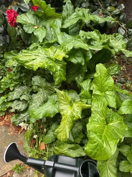 Photo of free Lords & Ladies Plants (Ilkeston DE7 4B) #1