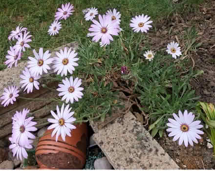 Photo of free Perrennial Flower (World's End RH15) #2