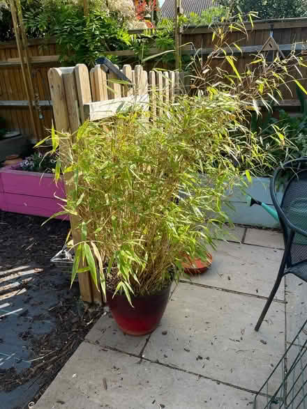 Photo of free Non invasive bamboo x 2 in pots (Thame OX9) #2