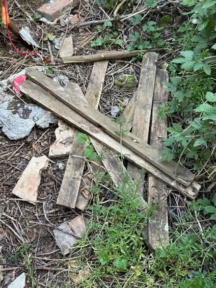 Photo of free Wood for bonfire & trees for logs (BN7) #3