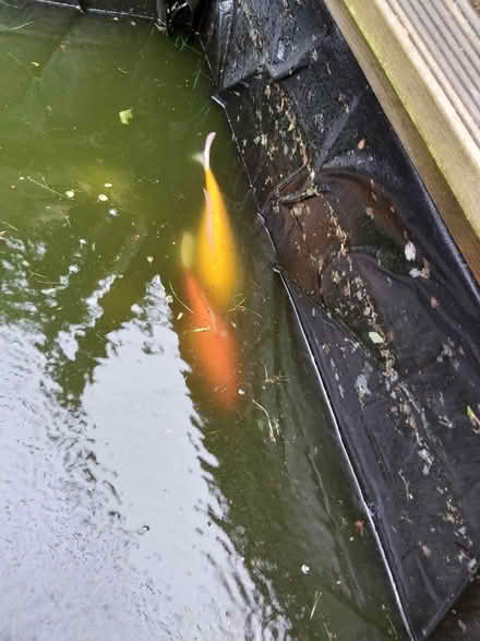 Photo of free Pond Fish (B68) #2