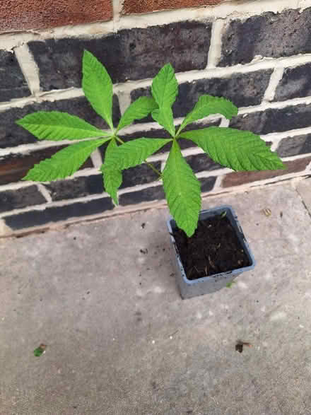 Photo of free Horse chestnut (Spondon Derby) #1