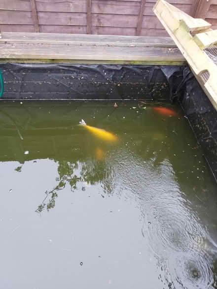 Photo of free Pond Fish (B68) #3