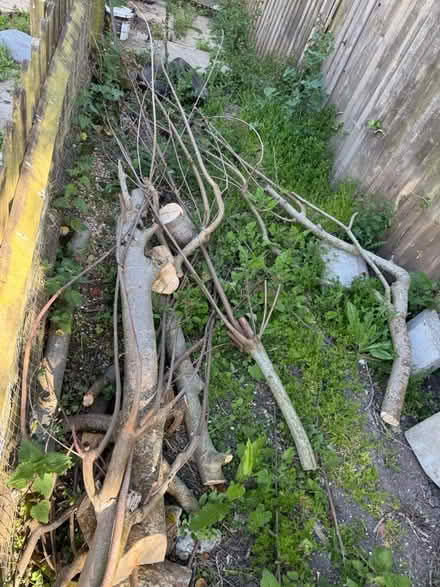 Photo of free Wood for bonfire & trees for logs (BN7) #2