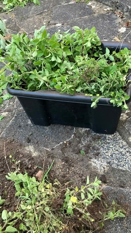 Photo of free Oregano plants (Rowlands Castle) #1