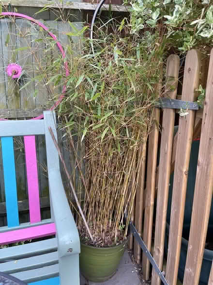 Photo of free Non invasive bamboo x 2 in pots (Thame OX9) #1