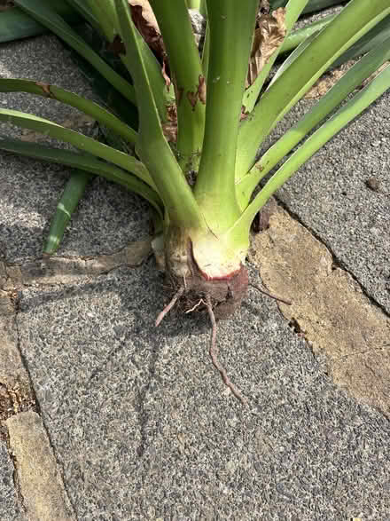 Photo of free Yucca plant (Cox Green SL6) #2