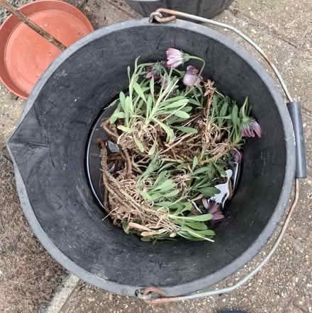 Photo of free Perrennial Flower (World's End RH15) #1