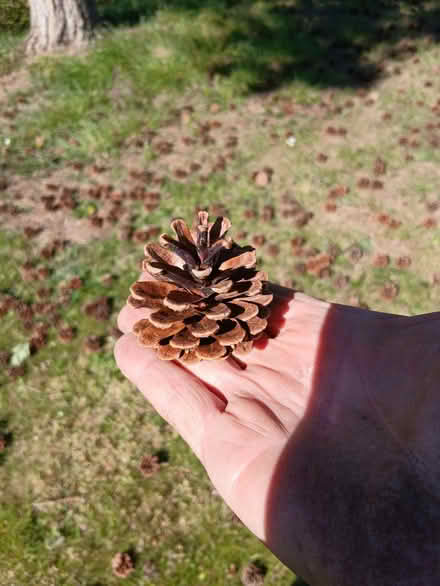 Photo of free Hundreds of small pine cones (Woodrow DY10) #1