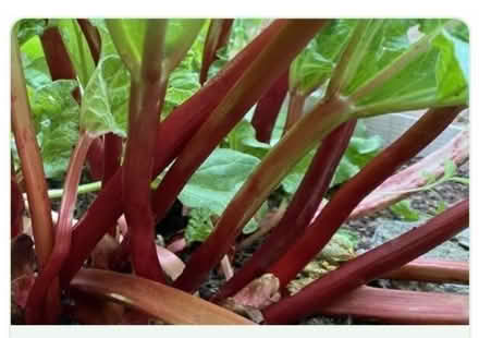Photo of Rhubarb Plant (CT1) #1