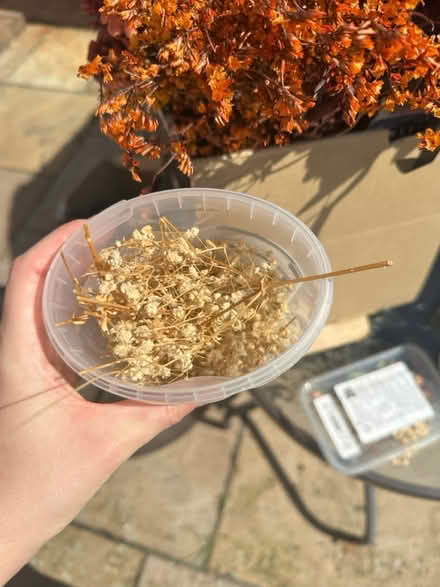 Photo of free Faux/dried flowers (Ringwould CT14) #4