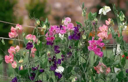 Photo of Garden plants/shrubs - flowers/sweet peas (Offerton SK2) #1