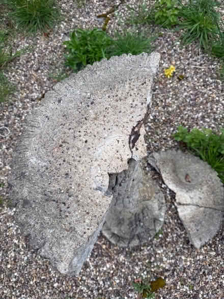 Photo of free Bird bath (DE22) #3