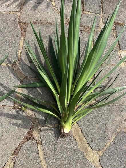 Photo of free Yucca plant (Cox Green SL6) #1