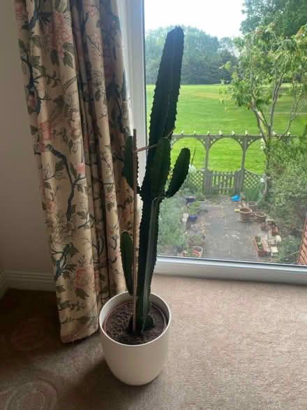 Photo of free Euphorbia Trigona plant (Berystede KT2) #1