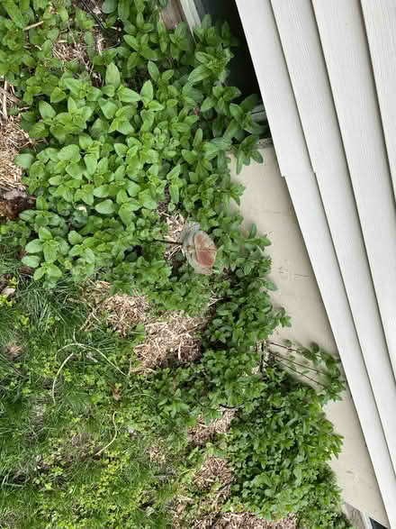 Photo of free Lemon balm and Spearmint plants (Danbury) #1