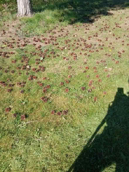 Photo of free Hundreds of small pine cones (Woodrow DY10) #2