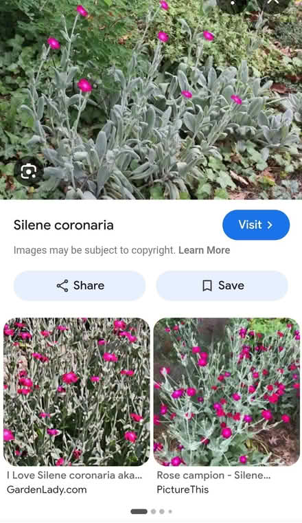 Photo of free Rose campion plants (Poughkeepsie/Hyde Park) #1