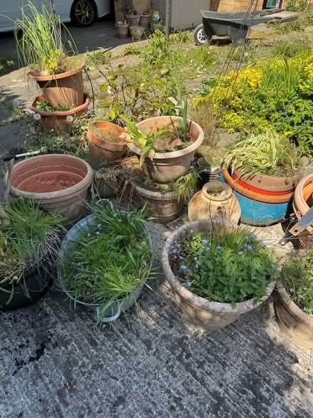 Photo of free Plant Potts (Tibshelf DE55) #2