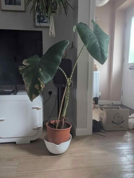 Photo of free Plant (Deddington OX15) #1