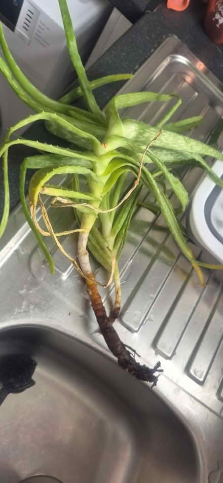 Photo of free Aloe Vera plants (NOT wide leaf) (Wood Green, N22) #1
