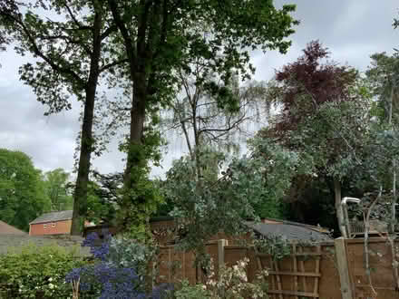 Photo of free Eucalyptus offcuts (Crowthorne RG45) #1