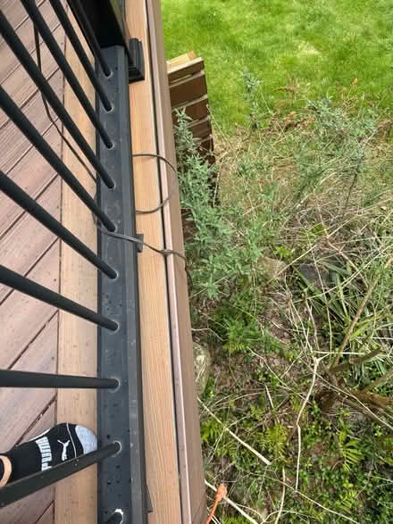 Photo of free 2 butterfly bushes (Danbury-west side) #2