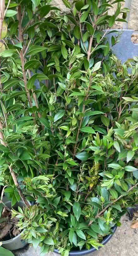 Photo of free Myrtle prunings suitable for florist or similar (Woodmancote GL52) #1