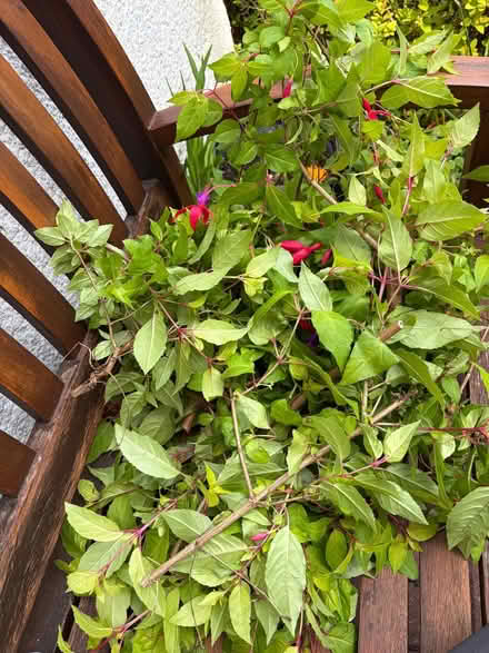 Photo of free Hardy Fuchia cuttings (Hendon NW4) #1