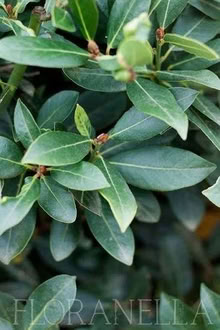 Photo of Bay leaves (St Nicholas SG1) #1