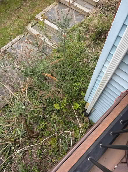 Photo of free 2 butterfly bushes (Danbury-west side) #1