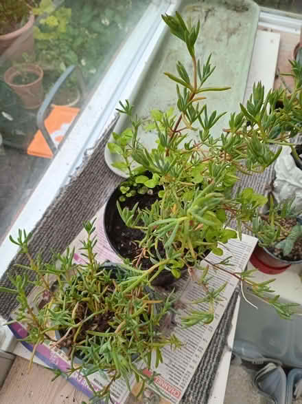 Photo of free 2 pots of succulent plants (Eastbourne BN20) #1