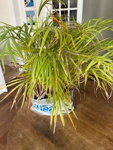 Photo of free Two palms (Tolworth) #2