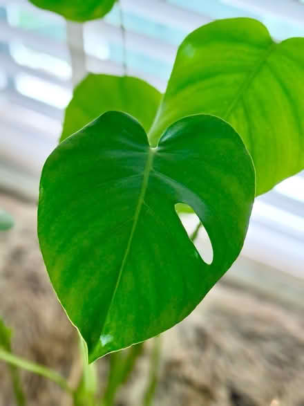 Photo of free 2x Monstera Deliciosa Plants (NG8 (Beechdale)) #1