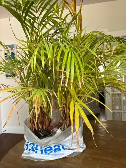 Photo of free Two palms (Tolworth) #1